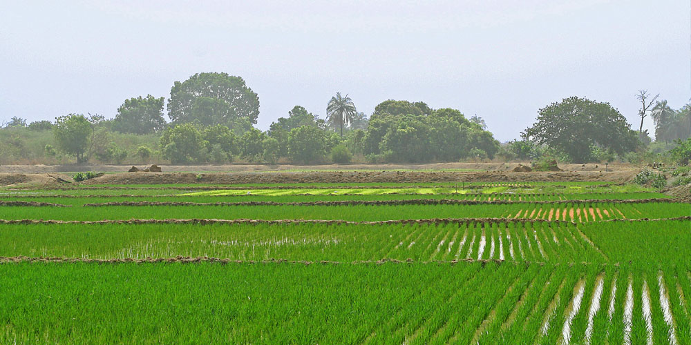 Cultivated Area 